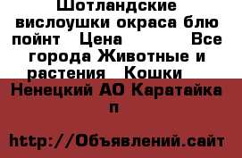 Шотландские вислоушки окраса блю пойнт › Цена ­ 4 000 - Все города Животные и растения » Кошки   . Ненецкий АО,Каратайка п.